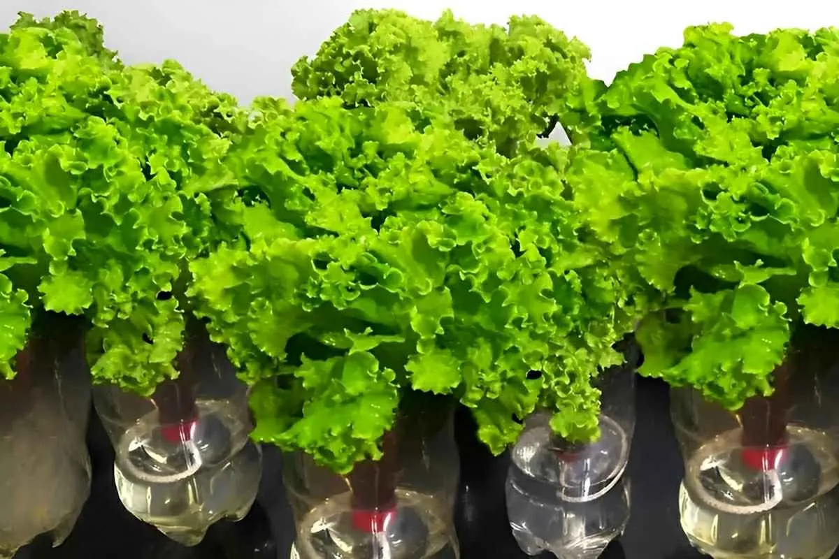 Como plantar alface na garrafa PET e ter pés de alface fresq