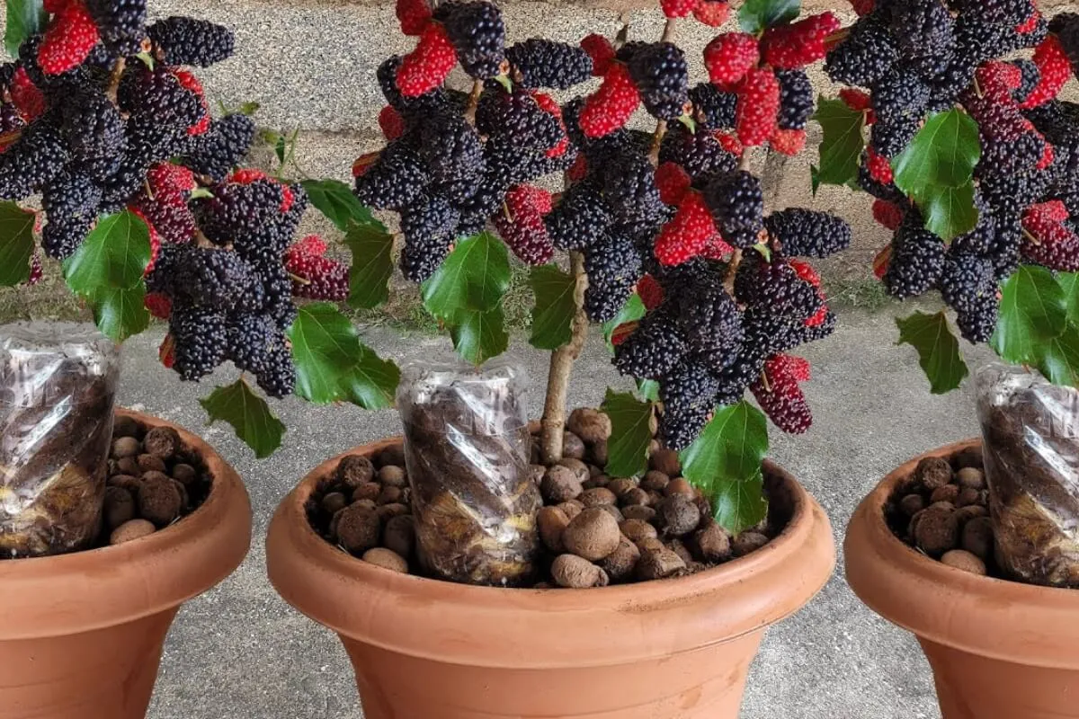 Como plantar amora em vaso com uma técnica fácil que produz