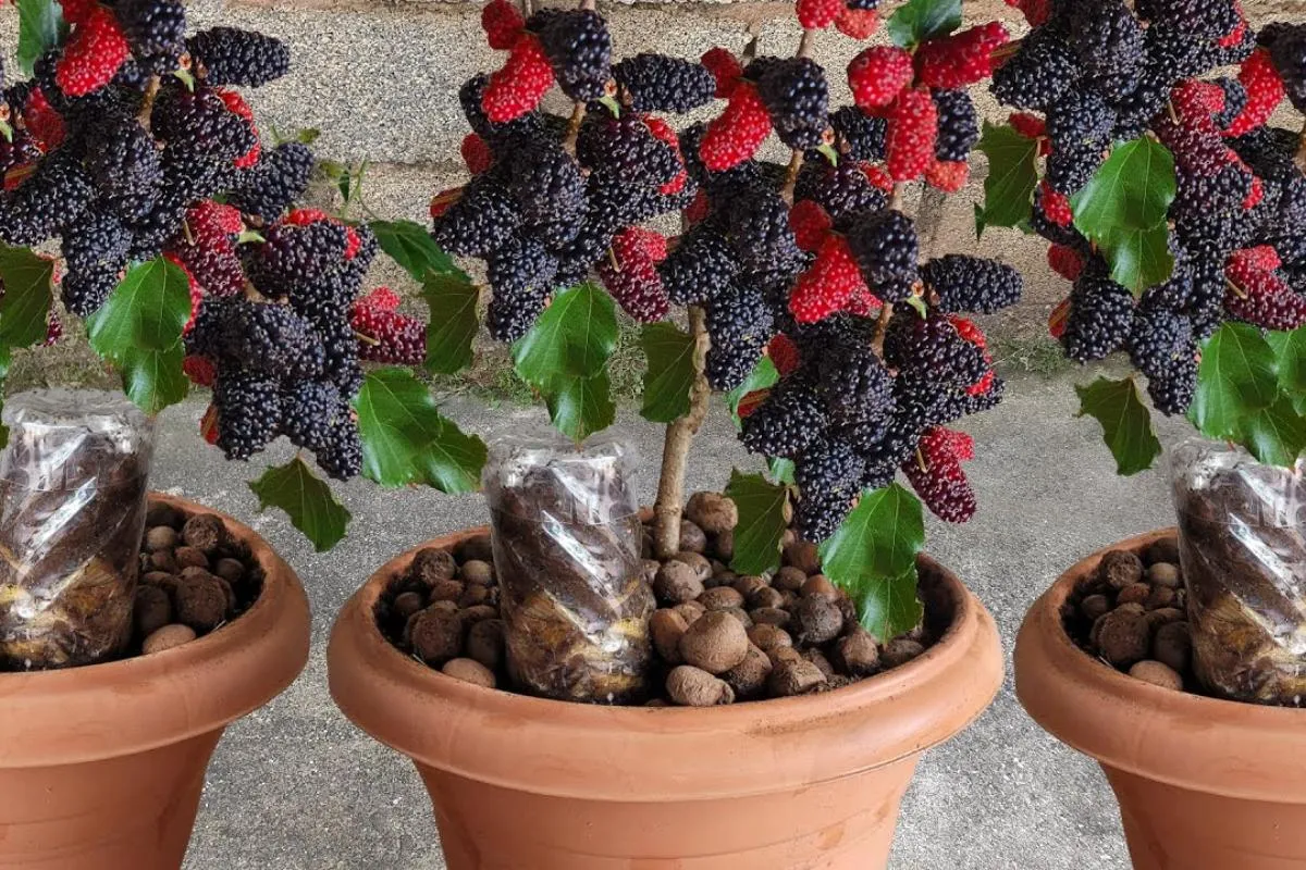 Como plantar amora em vaso: cresce rápido e produz o ano tod