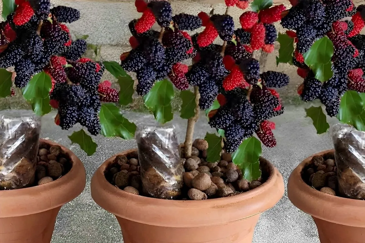 Como plantar amora em vaso e ter essa frutinha deliciosa sem