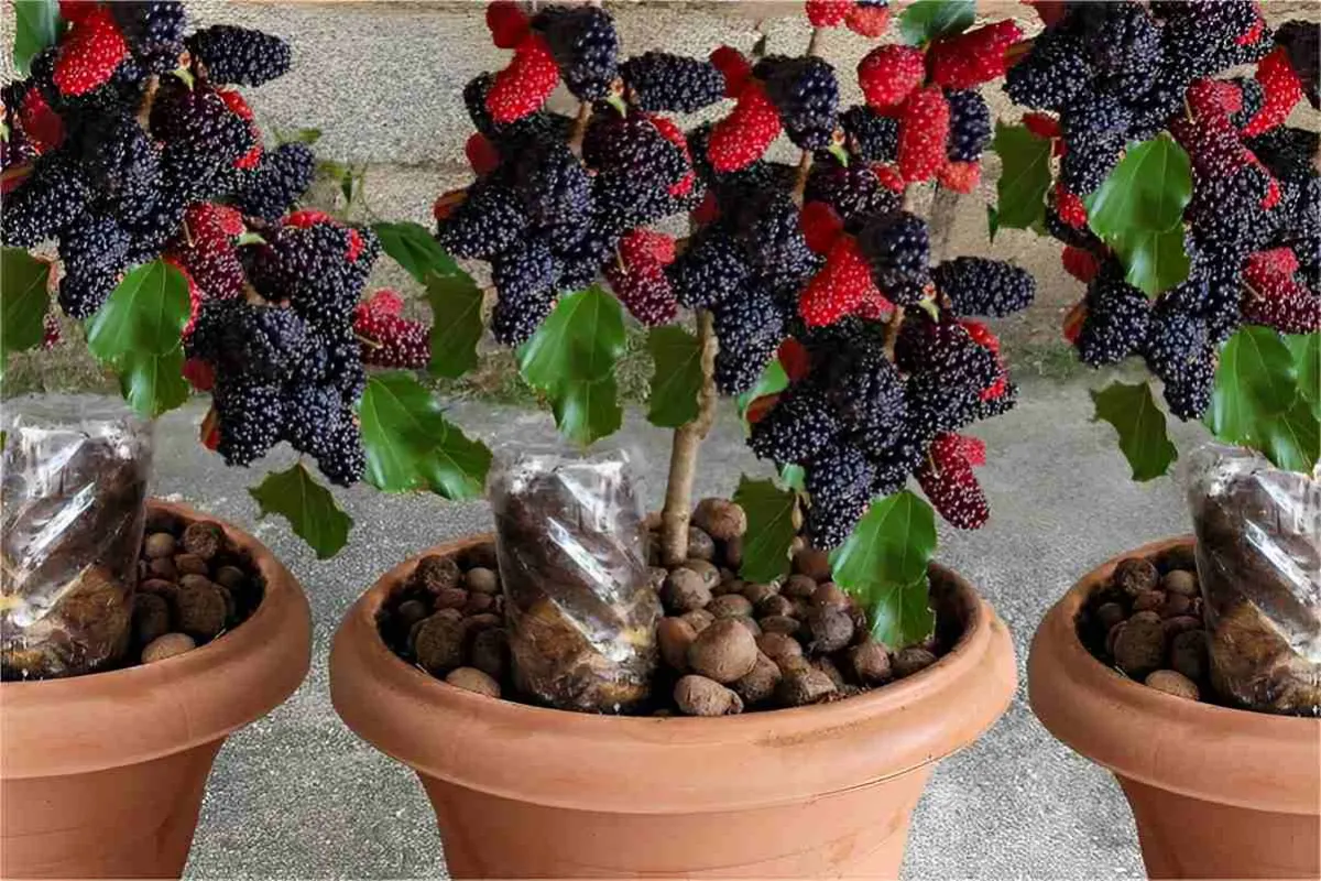 Como plantar amora em vaso e ter o ano todo na sua casa ou a