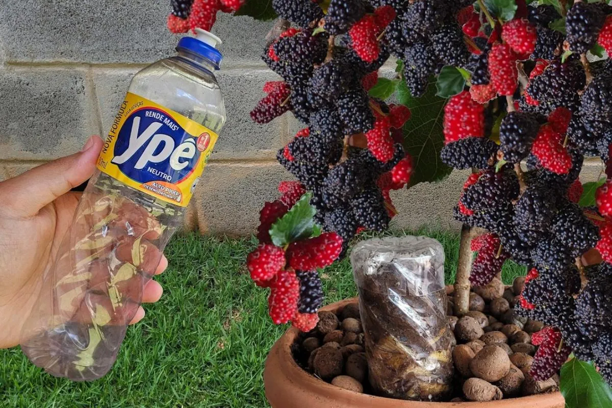 Como plantar amora em vaso: técnica infalível para produzir