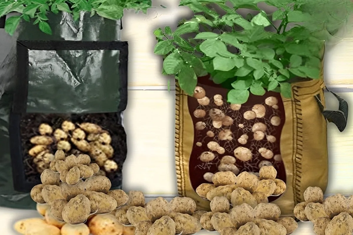 Como plantar batata dentro de sacos e ter batatas o ano inte