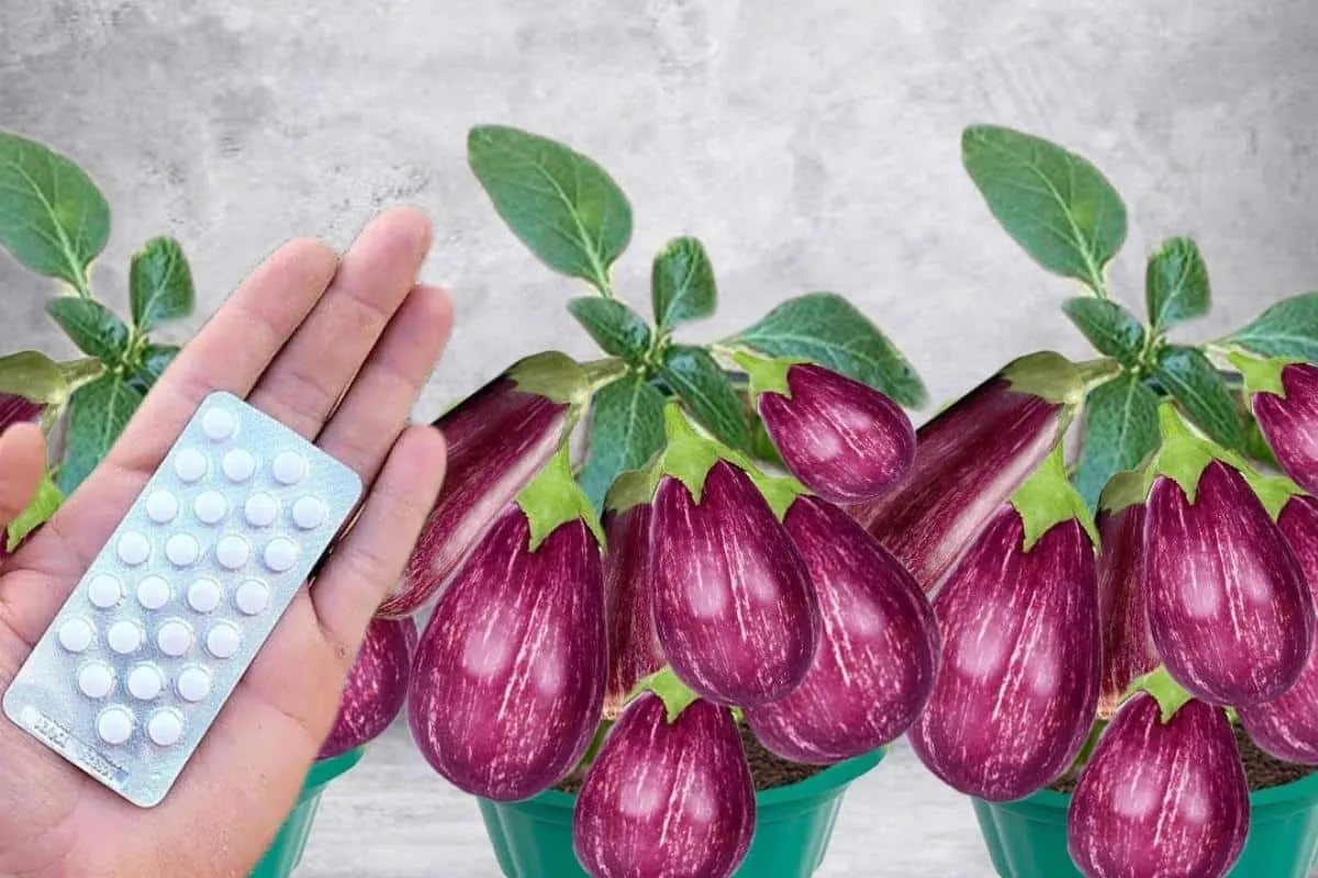 Como plantar berinjela em vaso: ótima idéia para quem tem po