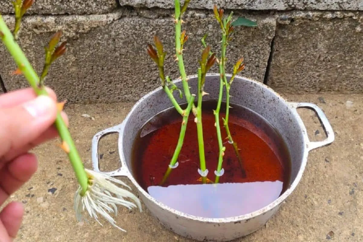 Como plantar galhos de rosas: seu jardim vai ficar cheio de