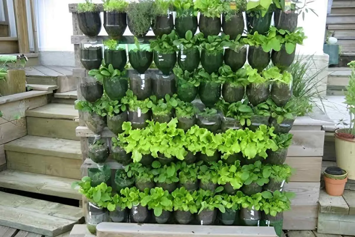 Como plantar hortaliça em garrafa PET: passo a passo com tod