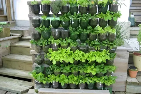 Como plantar hortaliça em garrafa PET: passo a passo com tod