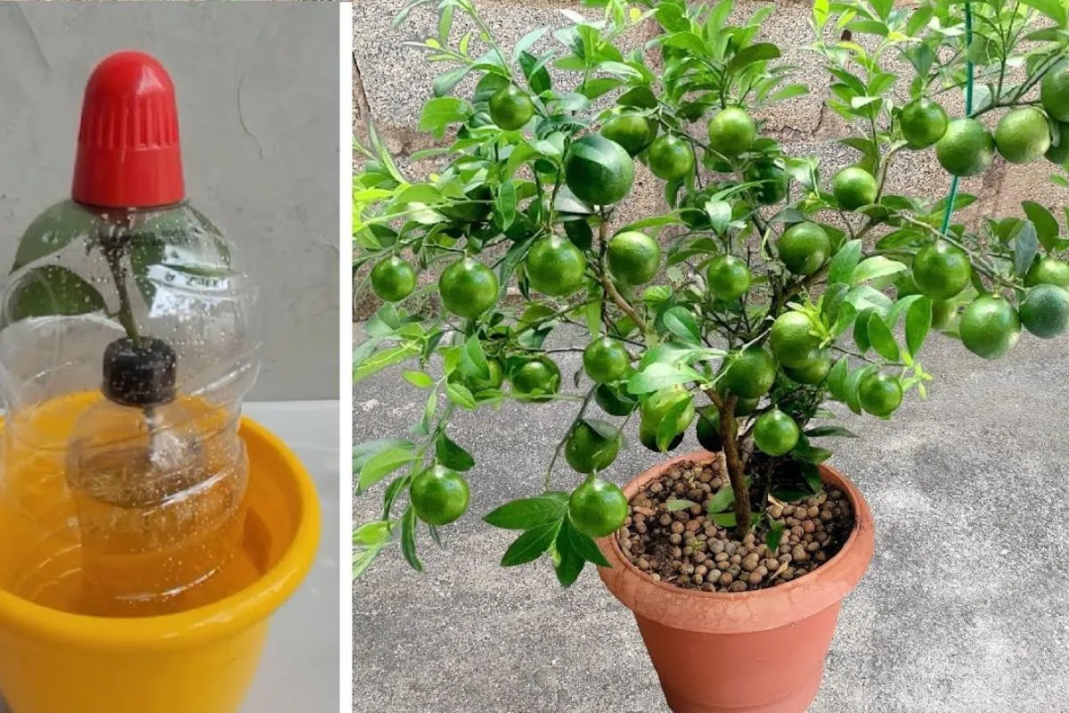 Como plantar limão no vaso com uma técnica fácil que faz pro