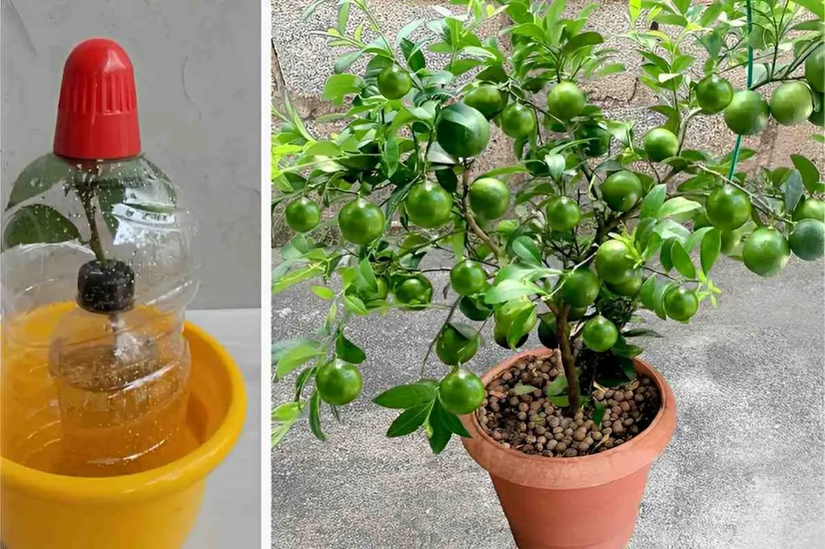 Como plantar limão no vaso e ter limões sempre fresquinhos n
