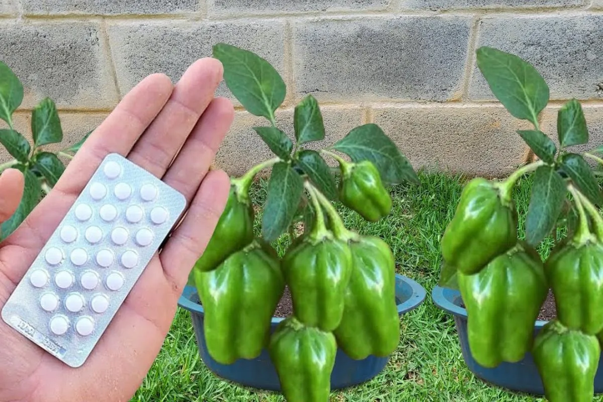 Como plantar pimentão em vaso e ainda produzir o ano todo