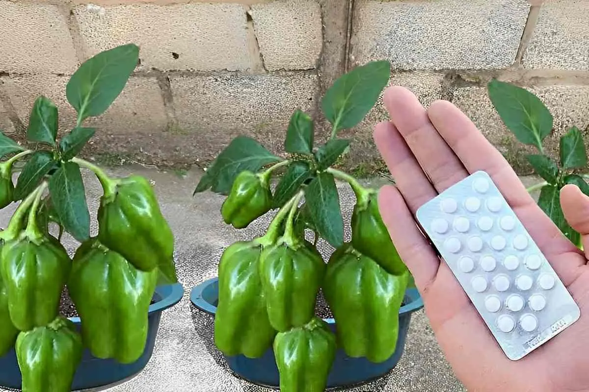 Como plantar pimentão em vaso e começar a produzir em até 60