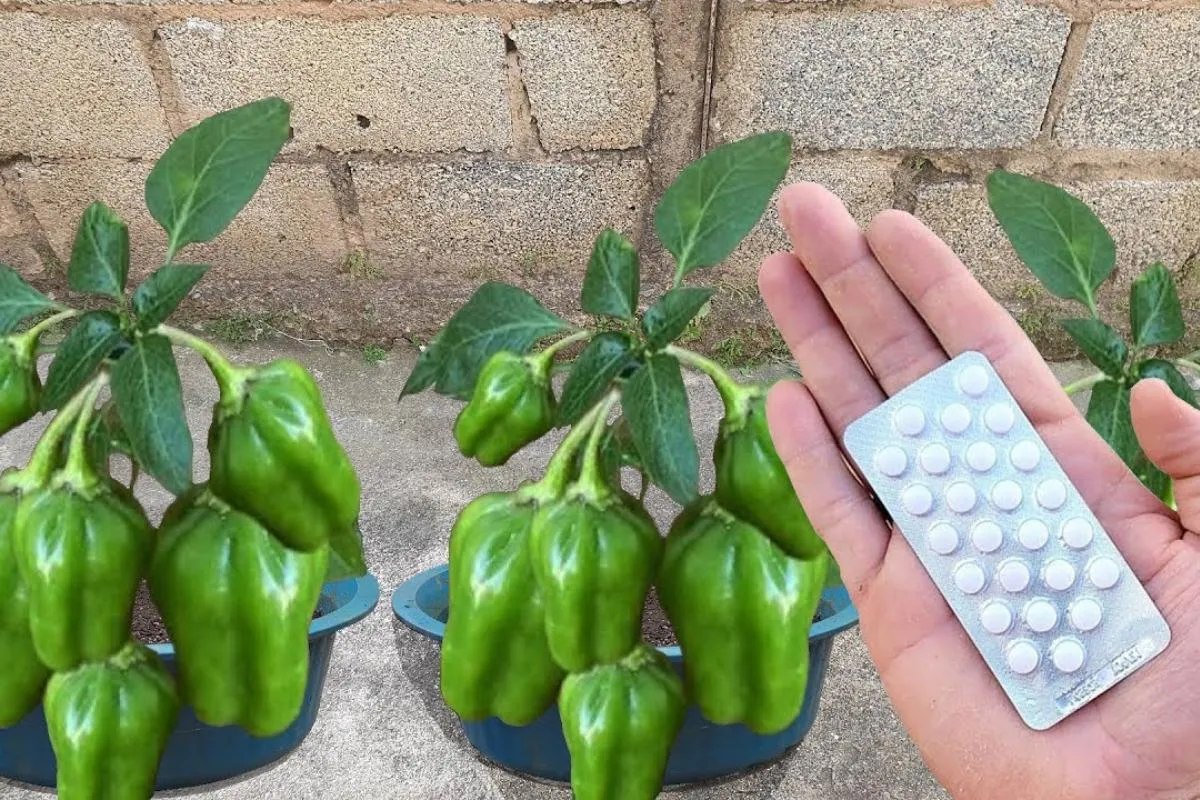 Como plantar pimentão em vaso no quintal que produz o ano in