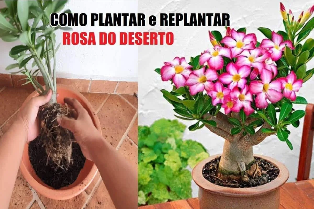 Como plantar rosa do deserto do jeito certo que faz florir r