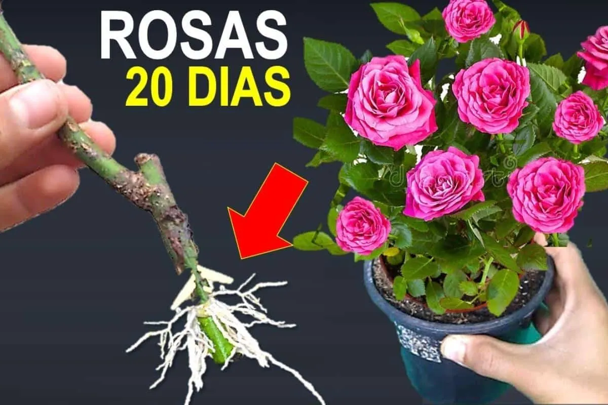 Como plantar rosa pelo galho: veja como multiplicar as flore