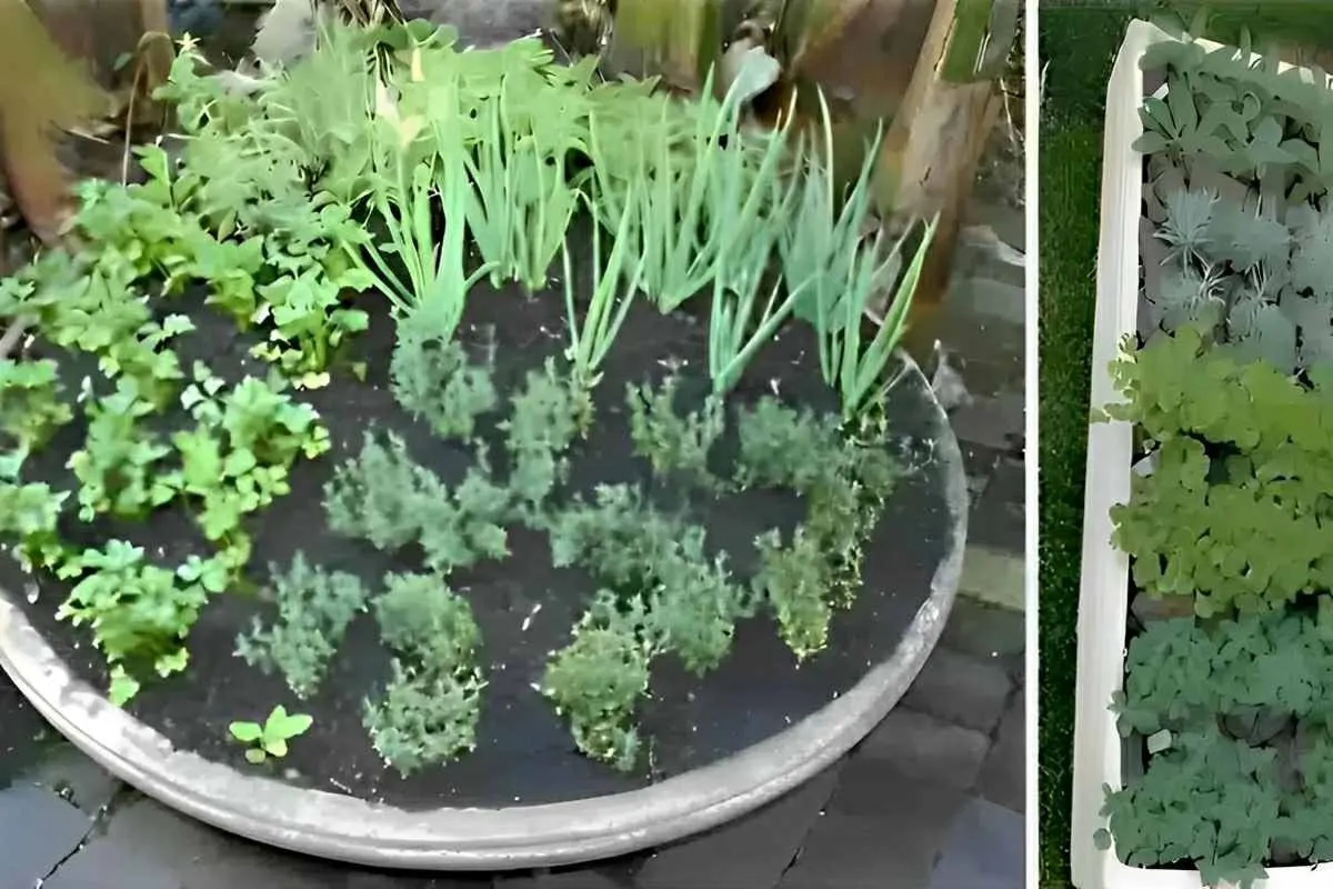 Como plantar temperos em espaços pequenos da sua casa ou apa