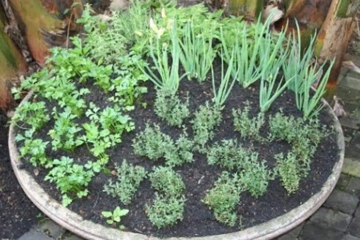 Como plantar temperos em espaços pequenos e fazer uma horta