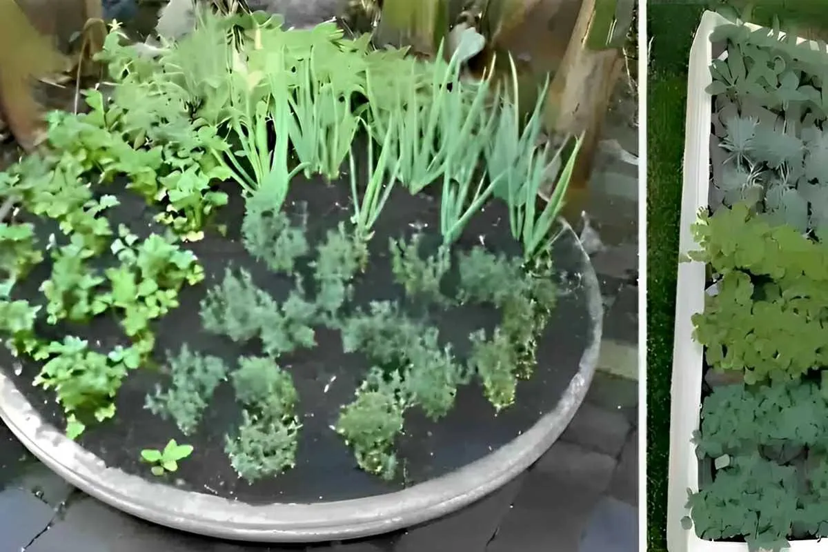 Como plantar temperos em vasos e ter temperinhos sempre fres