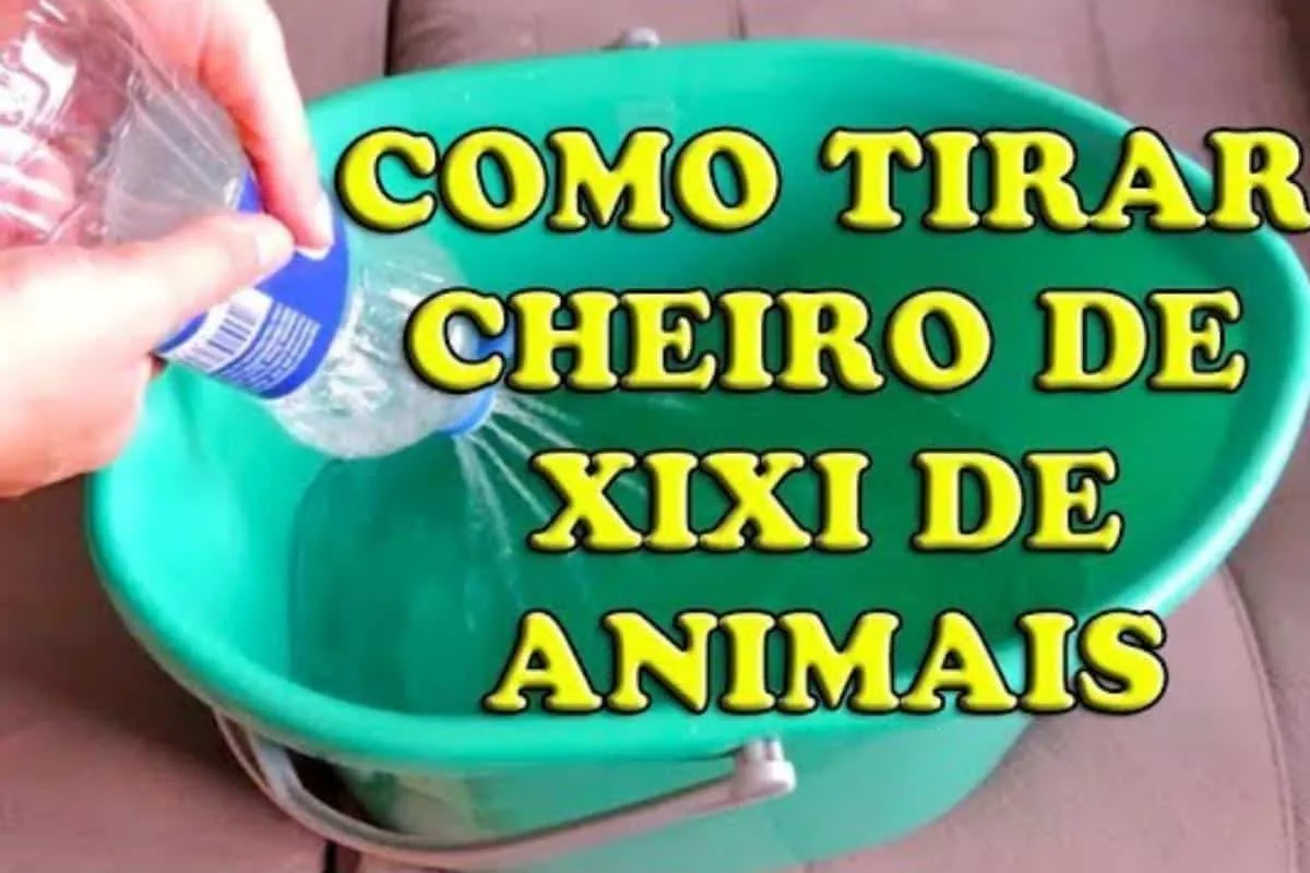 Como tirar cheiro de urina de animais de um jeito fácil e ba