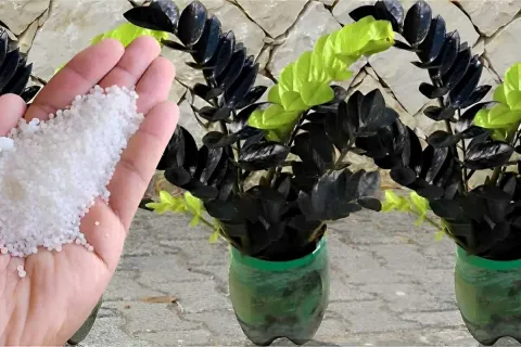 Depois desse fertilizante caseiro minhas plantas estão cresc