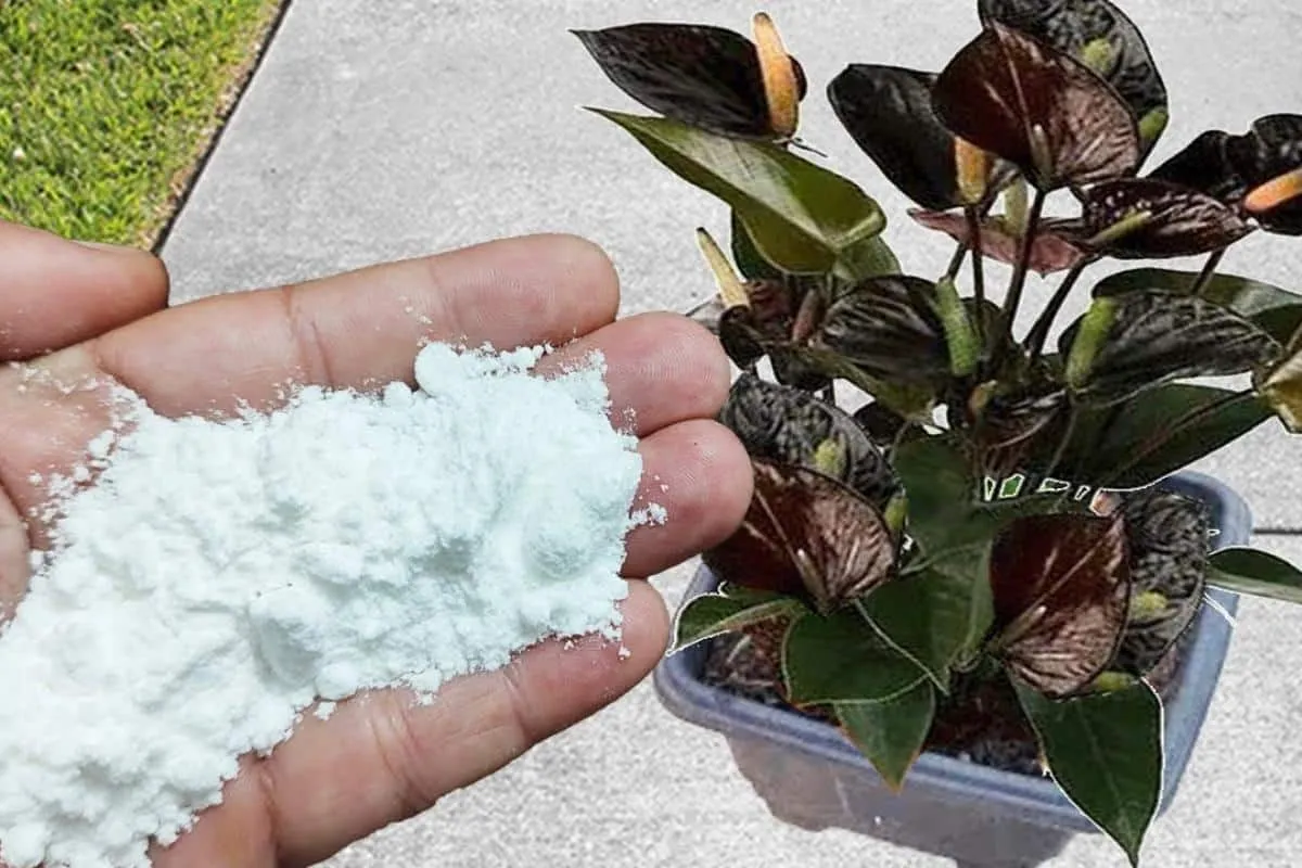 Descobri como fazer adubo caseiro para plantas com um produt