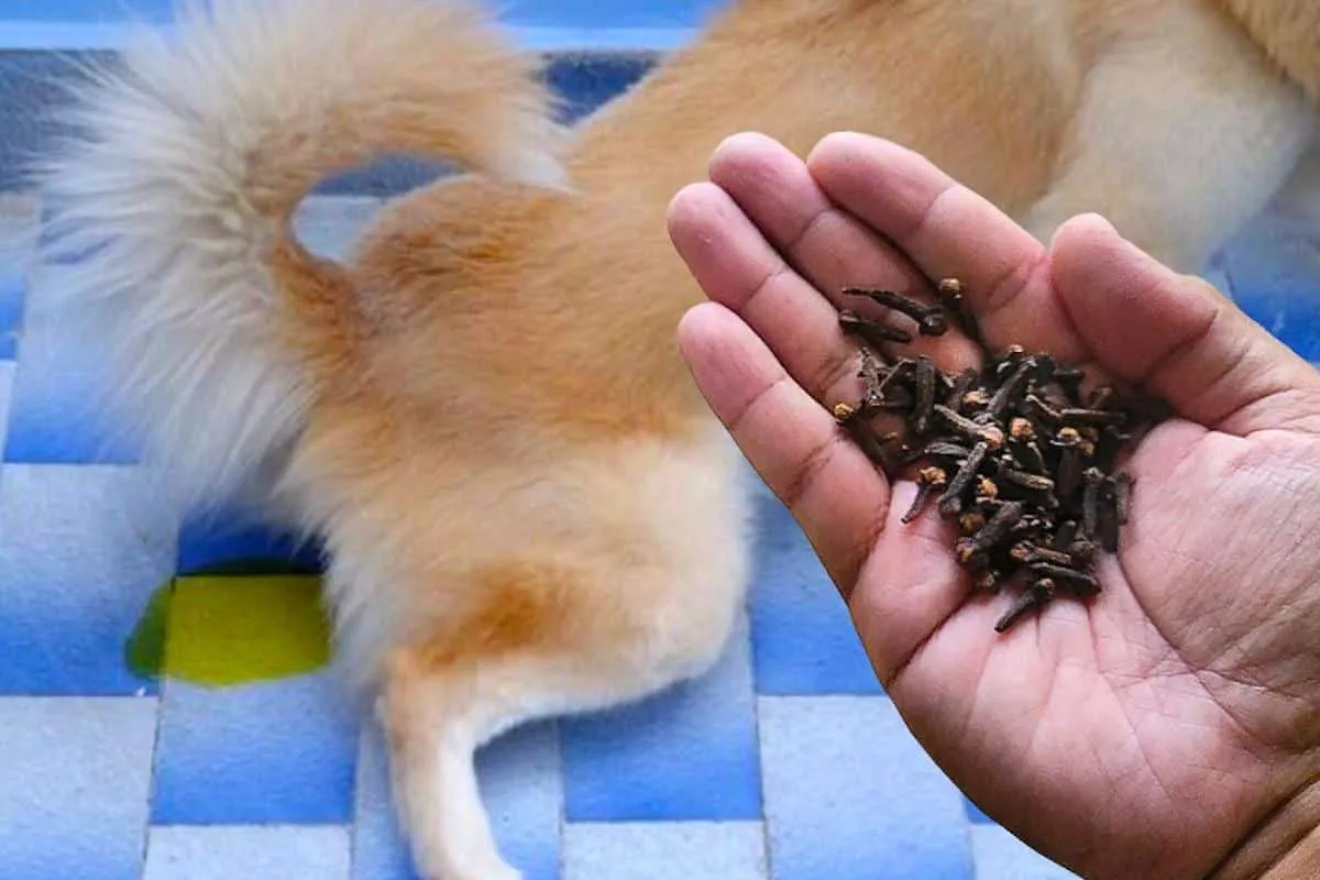 Dica caseira para o pet não ficar fazendo xixi pela casa tod
