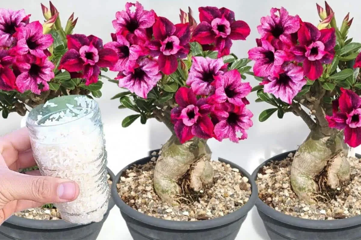 Dica para fazer adubo caseiro para rosa do deserto que vai f