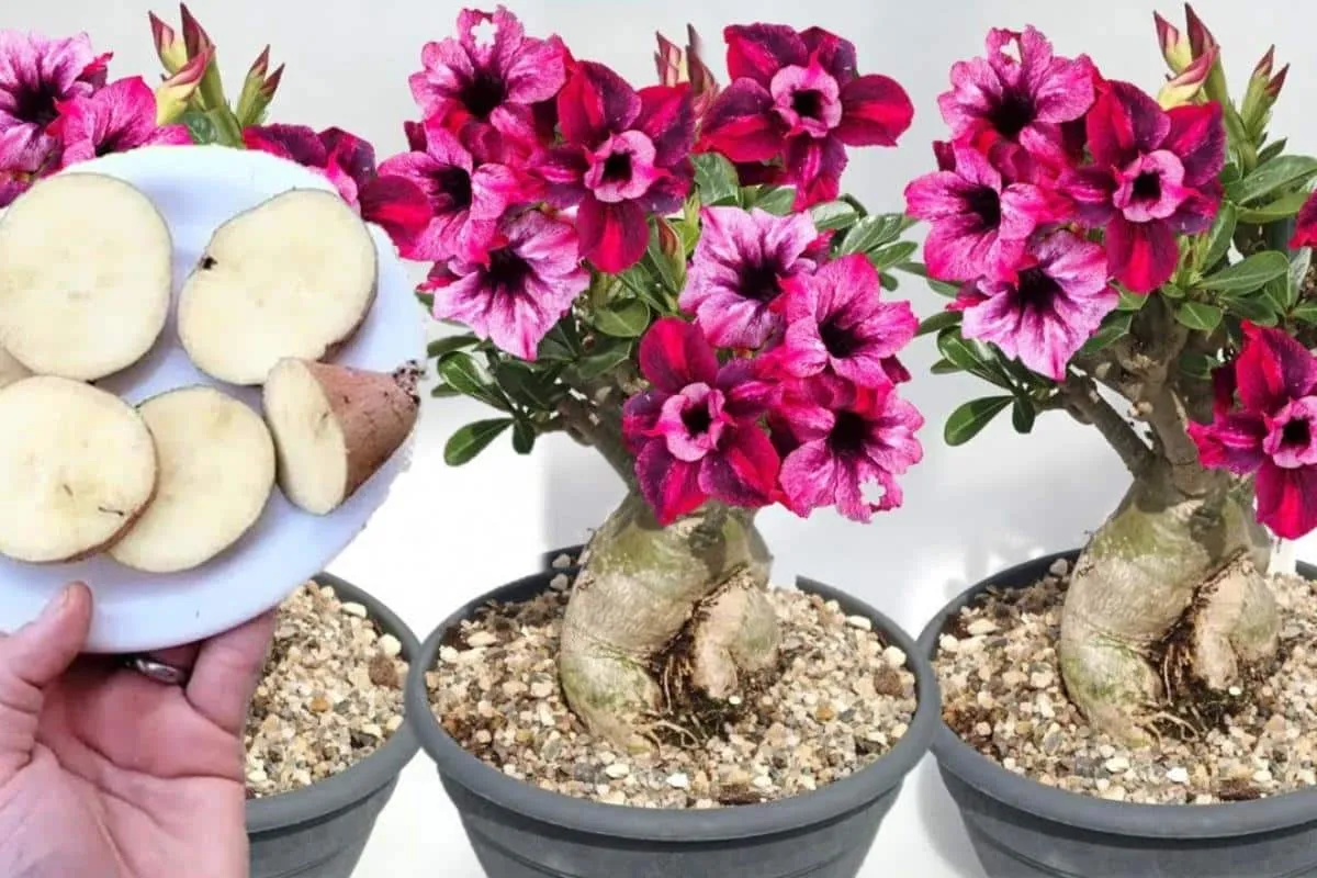 Dica para rosa do deserto florir o ano todo nos vasos do seu