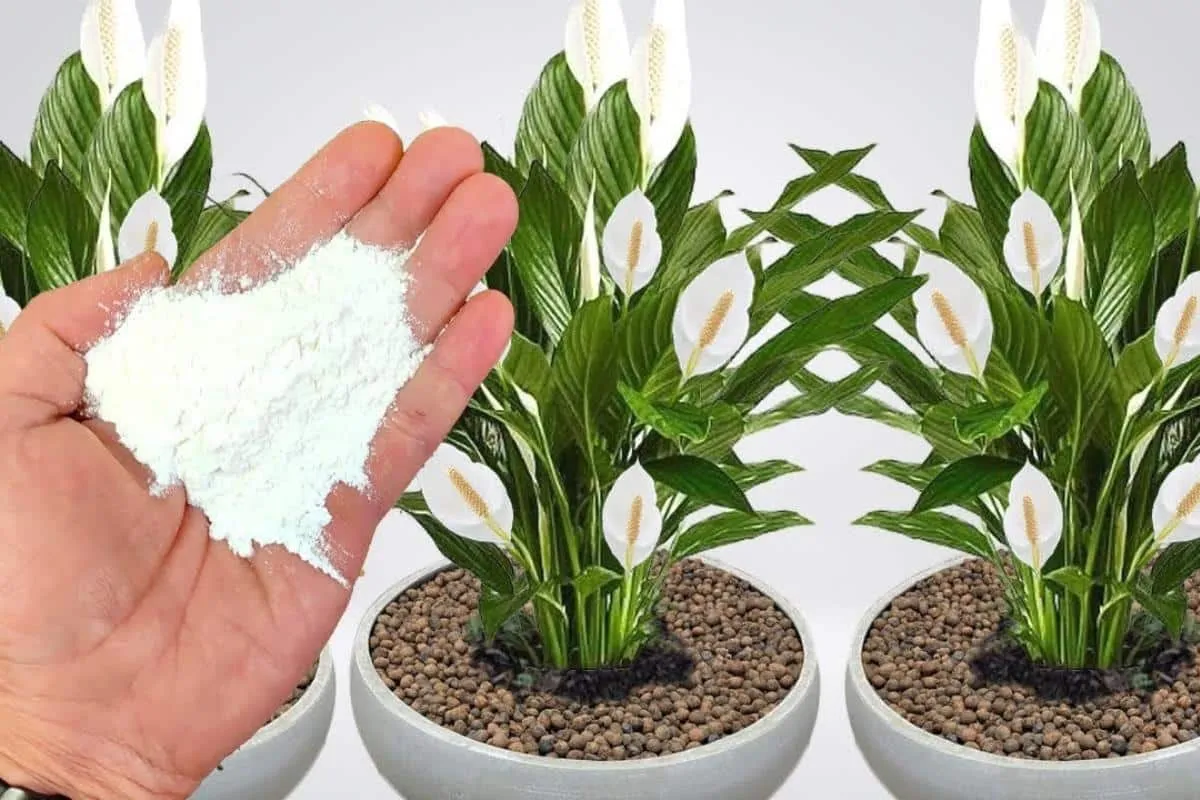 Essa ingrediente é um ótimo adubo caseiro para plantas: faz