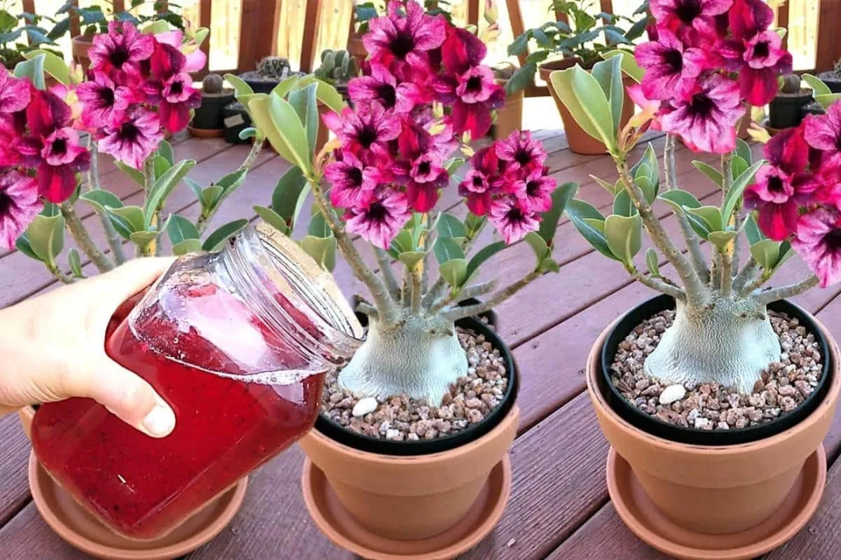 Esse adubo caseiro para rosa do deserto vai fazer sua planta