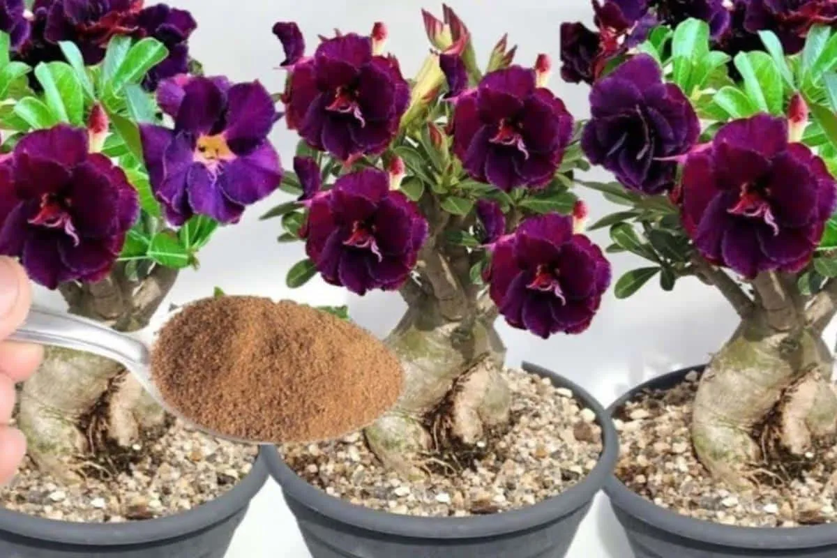 Esse é o melhor adubo para fazer planta florir o ano todo no