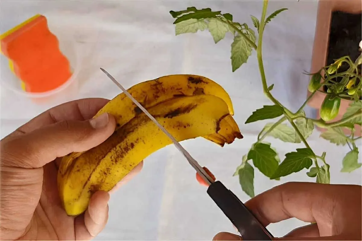 Fiz adubo caseiro para plantas sem gastar nada usando apenas