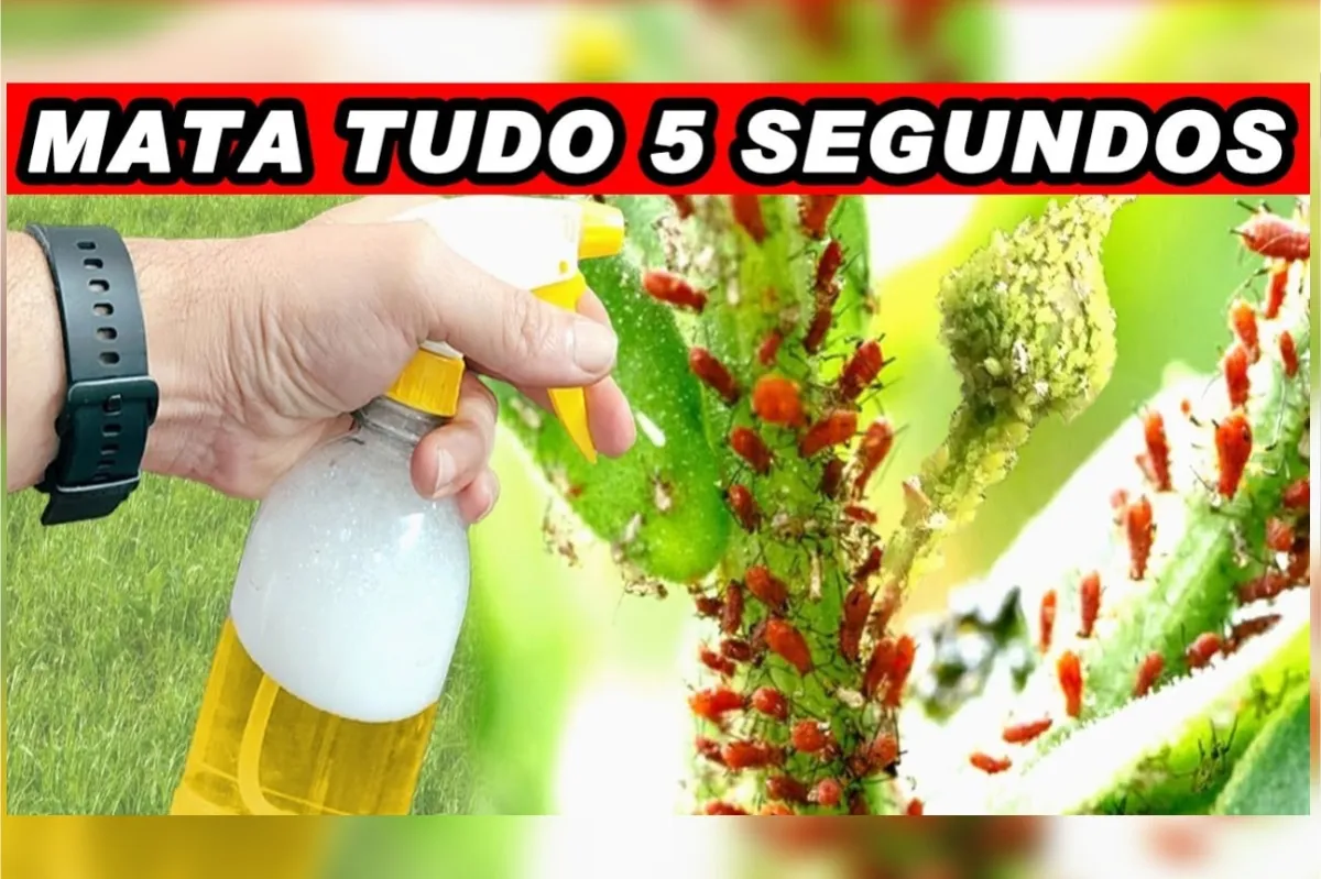Inseticida caseiro para plantas fácil de fazer: deixa todo s