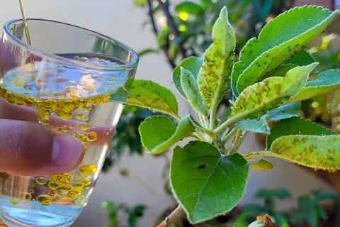 Inseticida caseiro para plantas feito com 2 ingredientes que