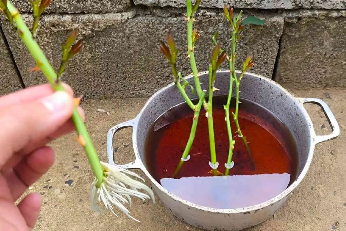 Minha esposa plantou os galhos das rosas que dei de presente