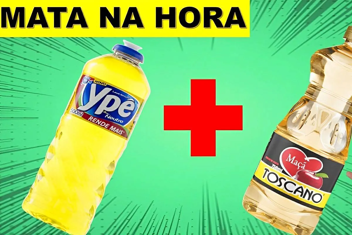 Misturinha caseira para acabar com as formigas de casa na me
