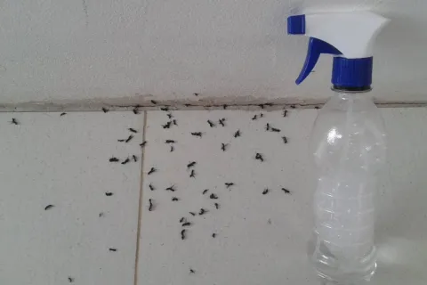 Misturinha para acabar com as formigas da sua cozinha em pou