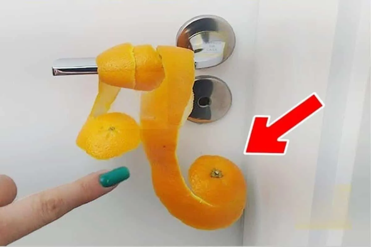 Não imaginei que colocar casca de laranja atrás da porta dar