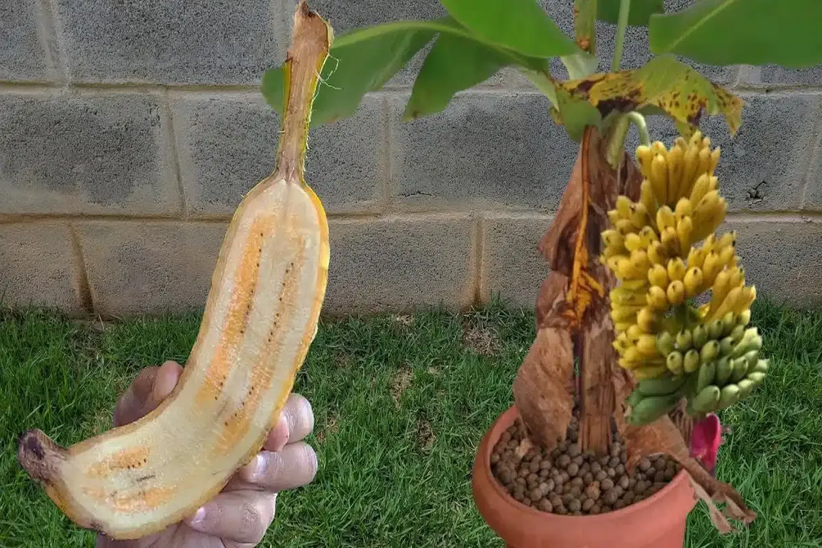 Por essa você não esperava: veja como plantar banana em vaso