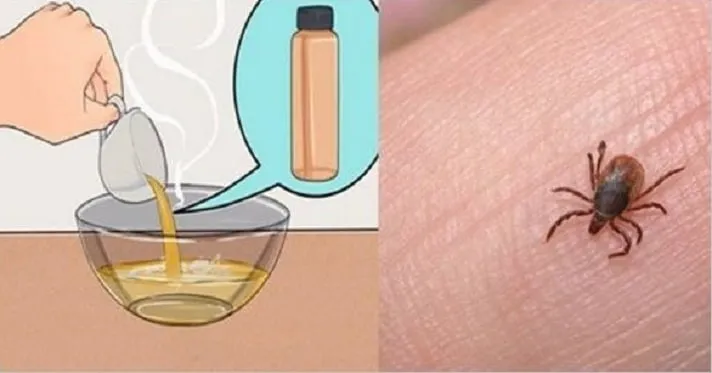 Receita Caseira para ELIMINAR PULGAS e CARRAPATOS do seu ANI