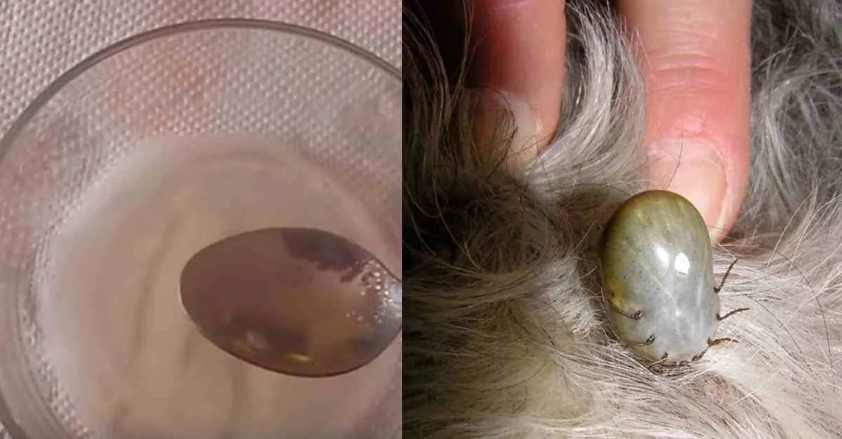 Receita Caseira para ELIMINAR PULGAS e CARRAPATOS do seu ANI