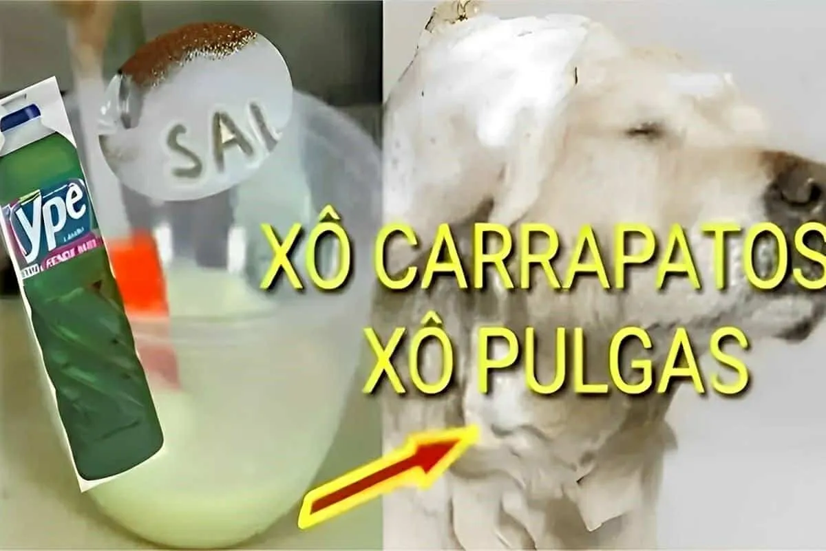 Receita para acabar com pulgas e carrapatos usando apenas 2