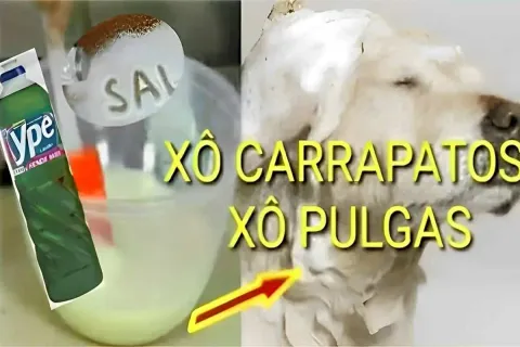 Receita para acabar com pulgas e carrapatos usando apenas 2 