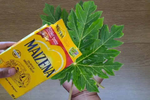 Sabão líquido de folha de mamão: é multiuso e muito fácil de