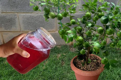 Só uma colher desse solução caseira para planta crescer vai 