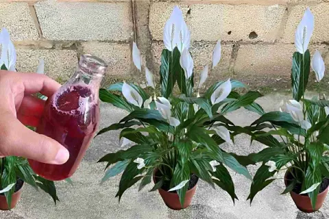 Solução caseira para flores: com apenas 1 copinho suas plant