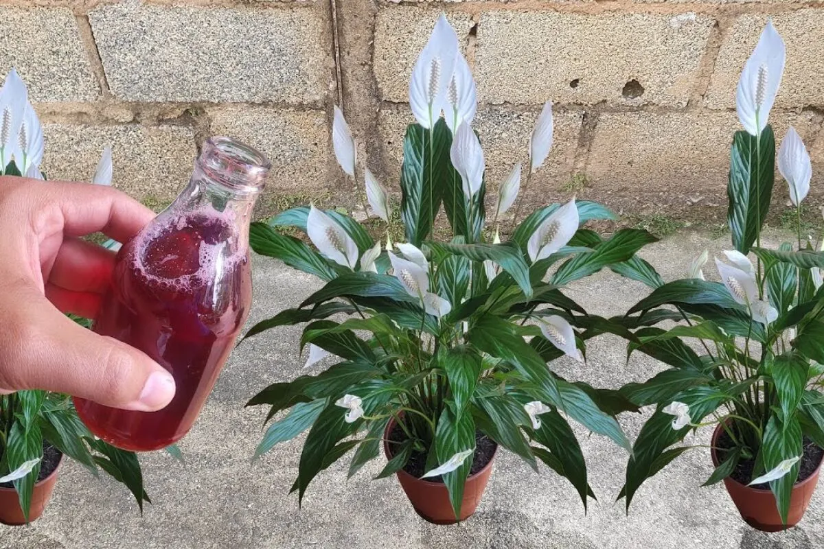 Solução caseira para flores que faz crescer folhas e flores