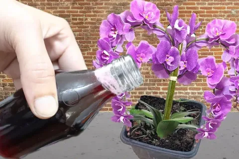 Solução caseira para planta crescer: dá certo com qualquer p