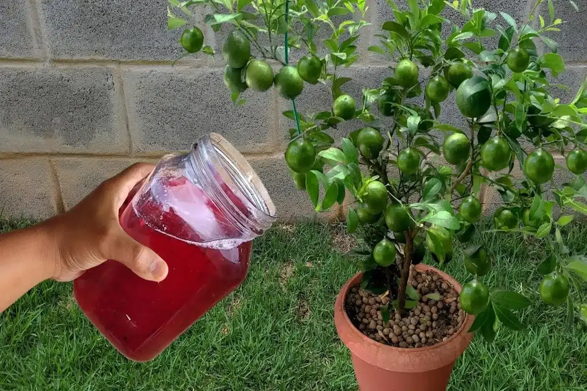 Solução caseira para planta crescer: funciona de verdade em