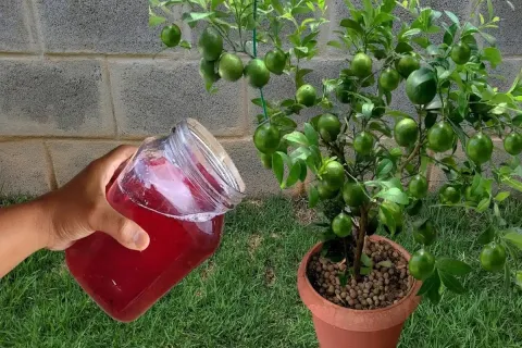 Solução caseira para planta crescer: funciona de verdade em 