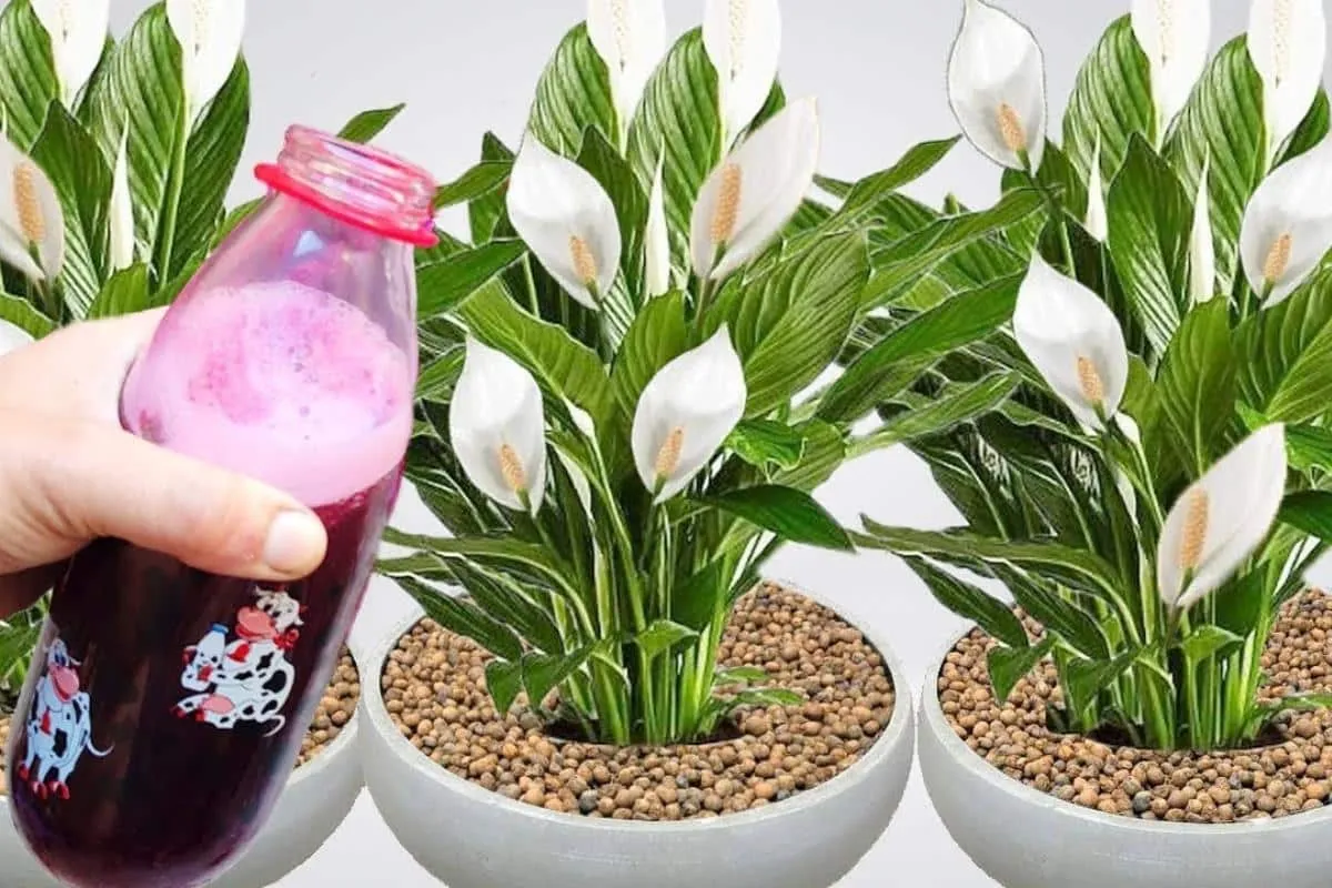 Solução caseira para planta florir: não vai ficar um vaso se